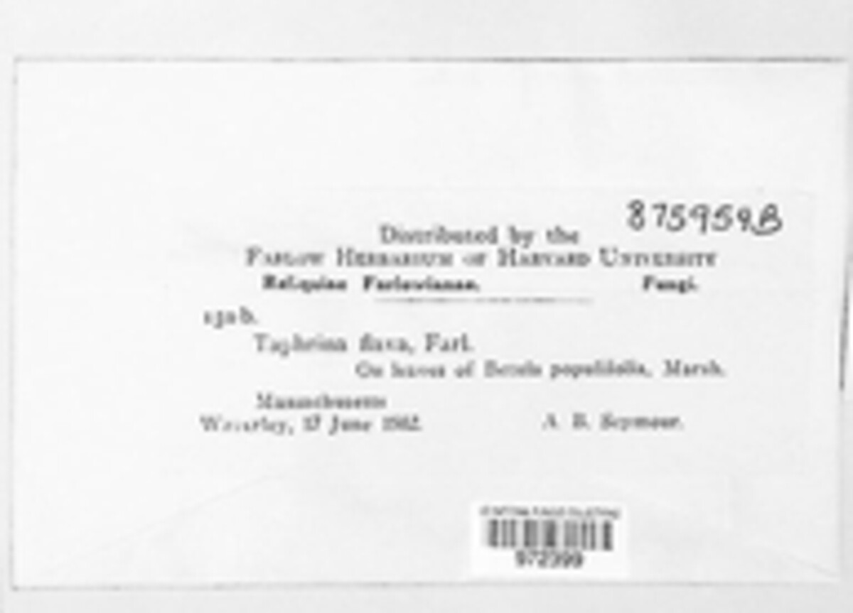 Taphrina flava image